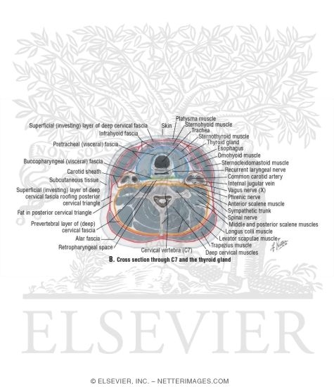 Cross Section Through C7 and the Thyroid Gland