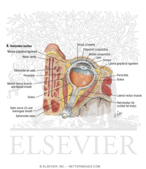 Watermarked preview of unlabeled image: Orbit: Horizontal Section