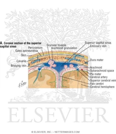 Watermarked preview of labeled image: Meninges and Superficial Cerebral Veins