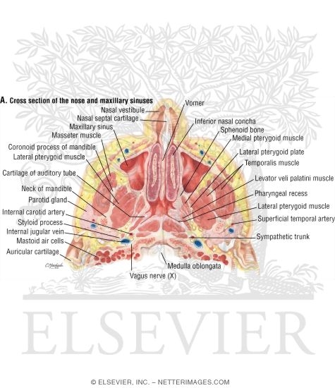 Watermarked preview of labeled image: Nose and Paranasal Sinuses: Cross Section