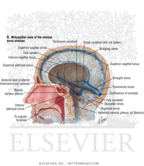 dural sinuses
