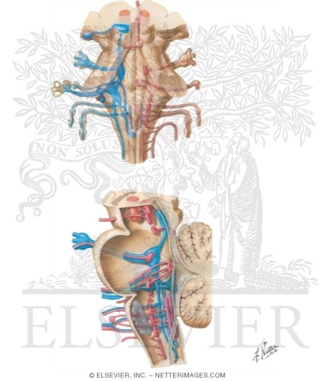 Watermarked preview of unlabeled image: Cranial Nerves: Nerves and Nuclei