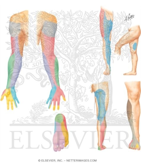 Cutaneous Innervations