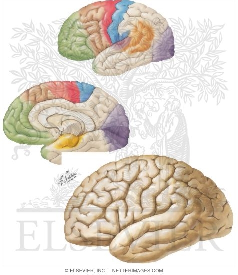 Watermarked preview of unlabeled image: Cerebral Cortex: Localization of Function and Association Pathways