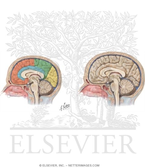 Cerebral Cortex (Medial Surface of Brain Lobes and Functional Areas)