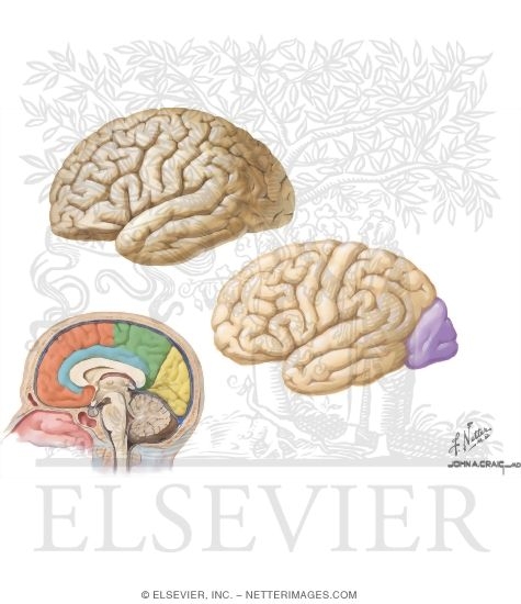 Occipital Cortex and Projections