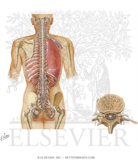 Watermarked preview of unlabeled image: Spinal Cord and Ventral Rami In Situ