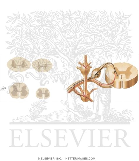 Watermarked preview of unlabeled image: Spinal Cord Cross Sections: Fiber Tracts