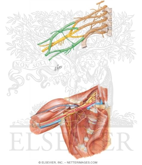 Watermarked preview of unlabeled image: Anatomy of Brachial Plexus