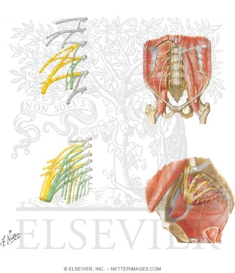 Watermarked preview of unlabeled image: Anatomy of Lumbar, Sacral, and Coccygeal Plexuses