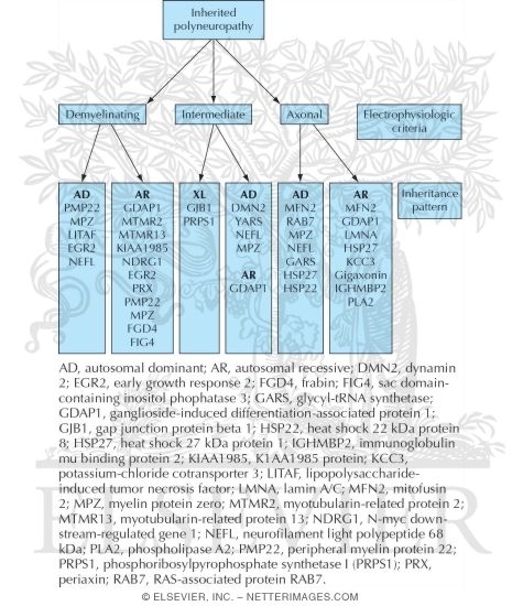Classification of Charcot-Marie-Tooth Disease