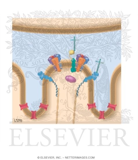 Watermarked preview of unlabeled image: Acetylcholine Receptor and Neuromuscular Junction