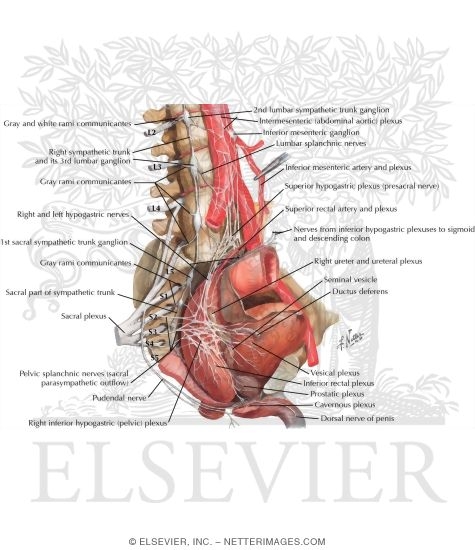 Watermarked preview of labeled image: Autonomic Nerves and Ganglia in the Pelvis