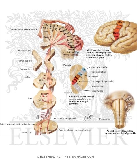 Watermarked preview of labeled image: Pyramidal System
