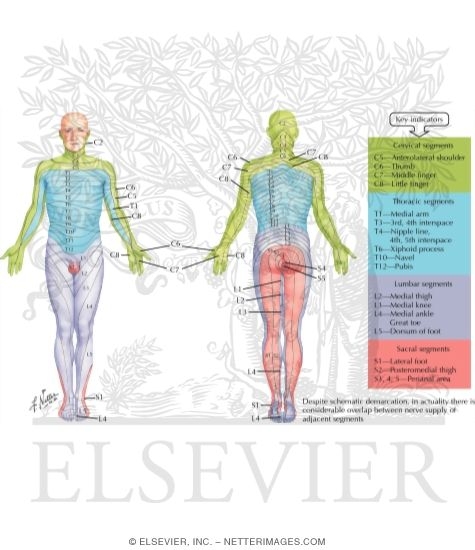 Watermarked preview of labeled image: Adult Dermatomes
Dermal Segmentation