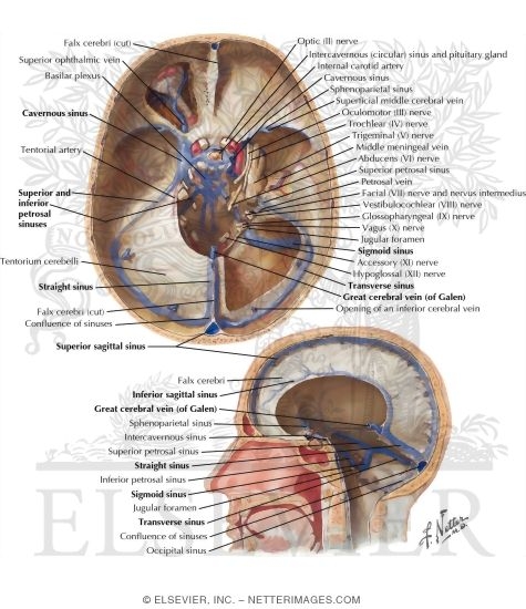 Venous Sinuses: Sinus Durae Matrix
Venous Sinuses of Dura Mater