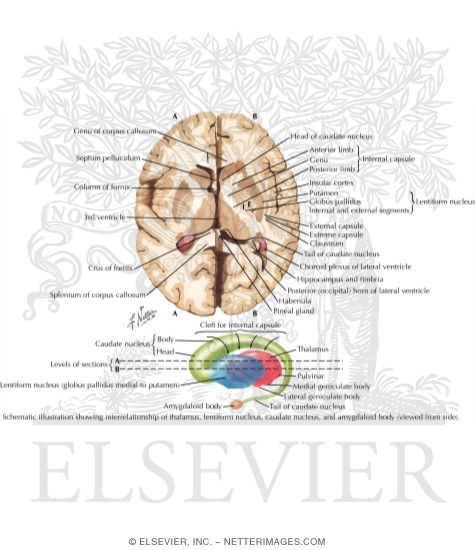 Watermarked preview of labeled image: Basal Ganglia
Basal Nuclei (Ganglia)