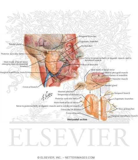 Relations of Parotid Gland and Facial Nerve
Facial Nerve Branches and Parotid Gland