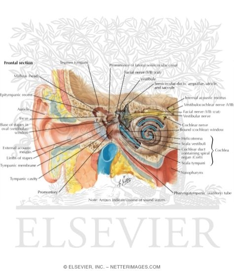 Watermarked preview of labeled image: Pathway of Sound Reception