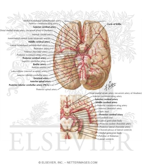 Arteries at the Base of the Brain