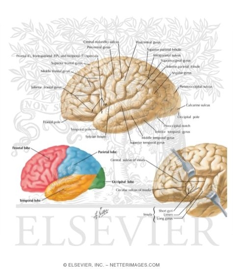 Cerebrum: Lateral Views
Organization of the Brain: Cerebrum
Superolateral Surface of Brain
Surface Anatomy of the Forebrain: Lateral View