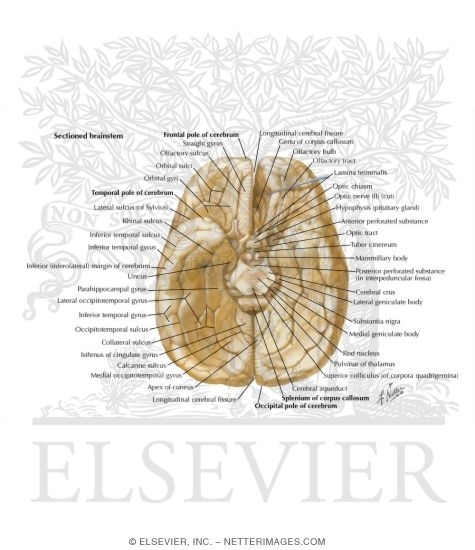 Cerebrum Inferior View Inferior Surface Of Brain