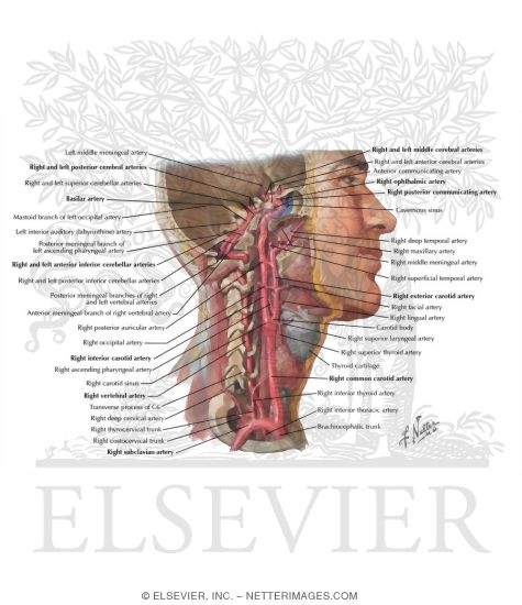 Watermarked preview of labeled image: Arteries to Brain and Meninges