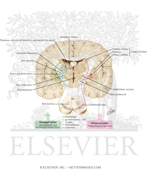 Watermarked preview of labeled image: Neurophysiologic Basis for Parkinsonism