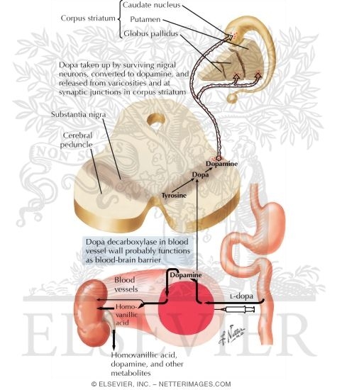 Watermarked preview of labeled image: Hypothesized Role of Dopa in Parkinson's Disease