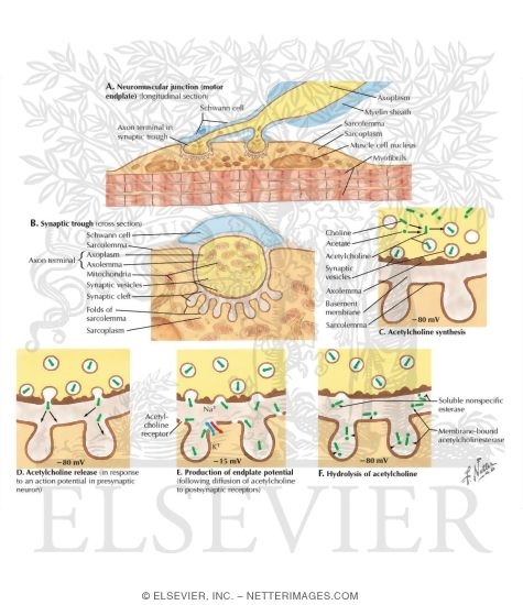 Watermarked preview of labeled image: Somatic Neuromuscular Transmission