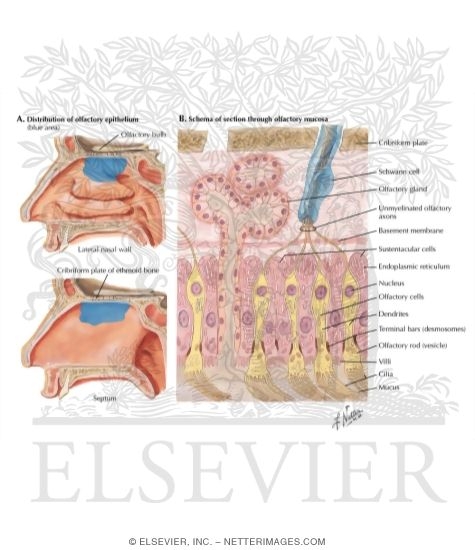 Watermarked preview of labeled image: Olfactory Receptors
