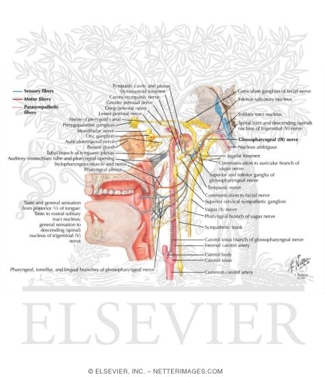 Watermarked preview of labeled image: Glossopharyngeal Nerve (IX) and Otic Ganglion
