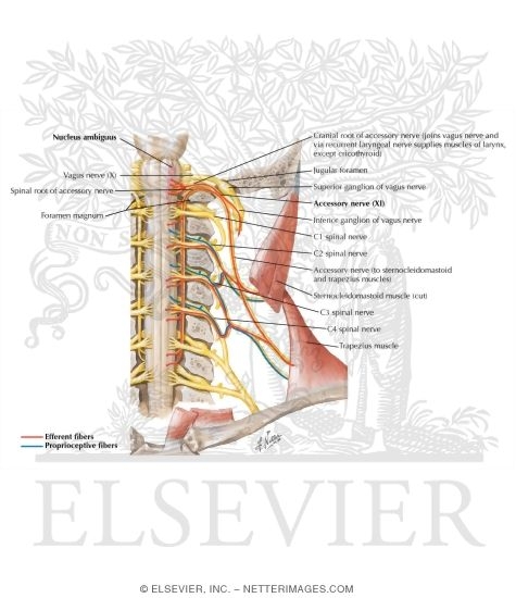 Accessory Nerve (XI): Schema