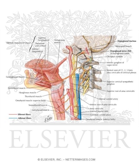 Watermarked preview of labeled image: Hypoglossal (XII) Nerve
Hypoglossal Nerve (XII)
Hypoglossal Nerve (XII): Schema