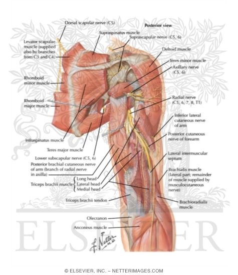 Watermarked preview of labeled image: Scapular, Axillary and Radial Nerves