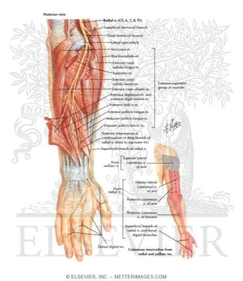 Radial Nerve in Forearm