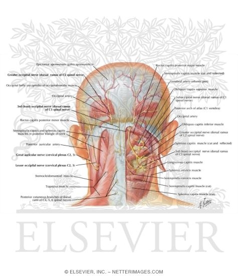 Suboccipital Triangle
