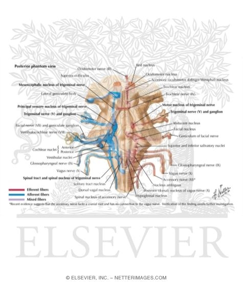Cranial Nerve Nuclei In Brainstem Schema