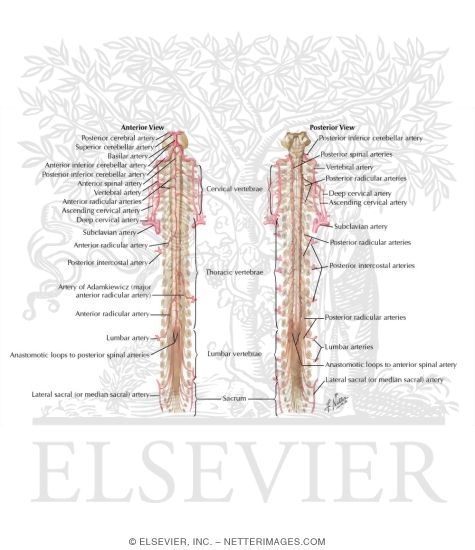 Arteries of Spinal Cord: Schema
