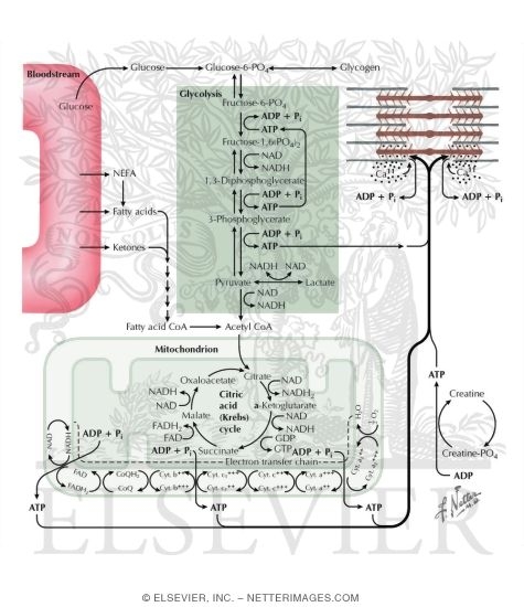 Regeneration of ATP for Source of Energy in Muscle Contraction
