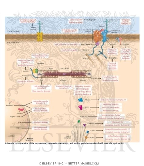 Sarcoglycan Complex and Sarcomere Proteins