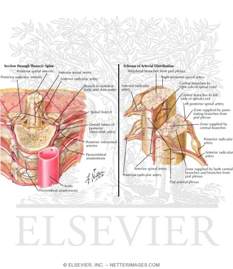 Watermarked preview of labeled image: Arteries of Spinal Cord: Intrinsic Distribution 