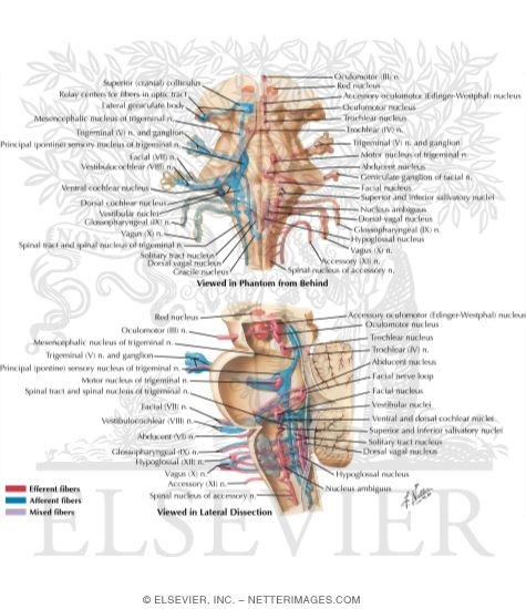 Watermarked preview of labeled image: Cranial Nerves: Nerves and Nuclei