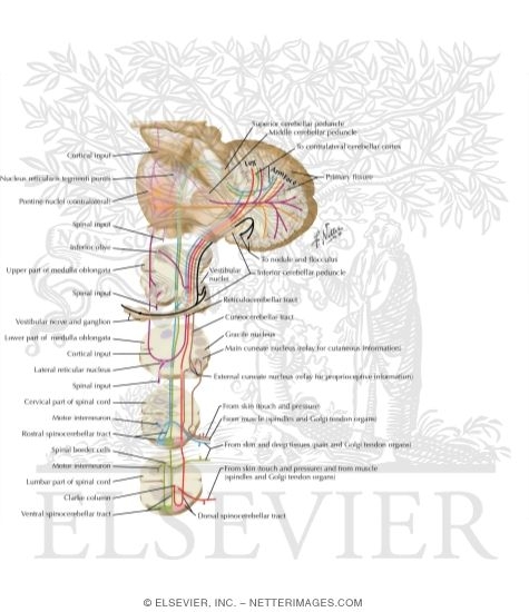 Watermarked preview of labeled image: Afferent Pathways to the Cerebellum