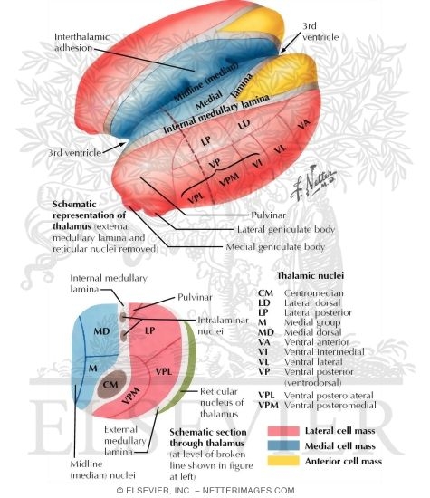 Thalamic Nuclei