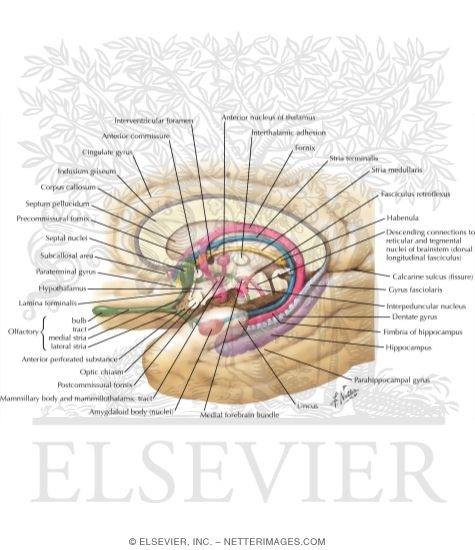 Major Limbic Forebrain Structures