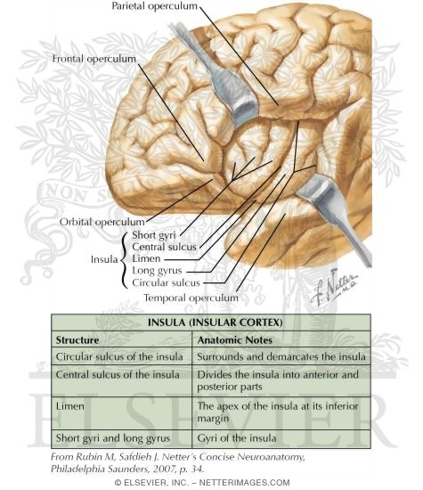 Insula (Insular Cortex)