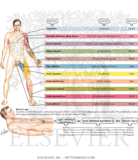Motor Impairment Related To Level Of Spinal Cord Injury