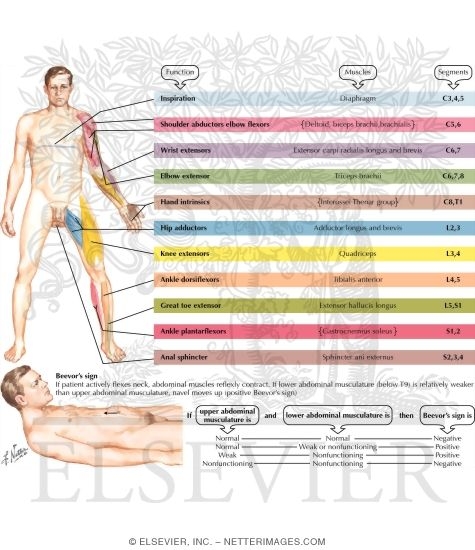 Motor Impairment Related to Level of Spinal Cord Injury