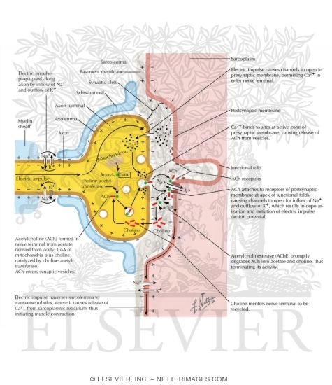 Watermarked preview of labeled image: Physiology of Neuromuscular Junction